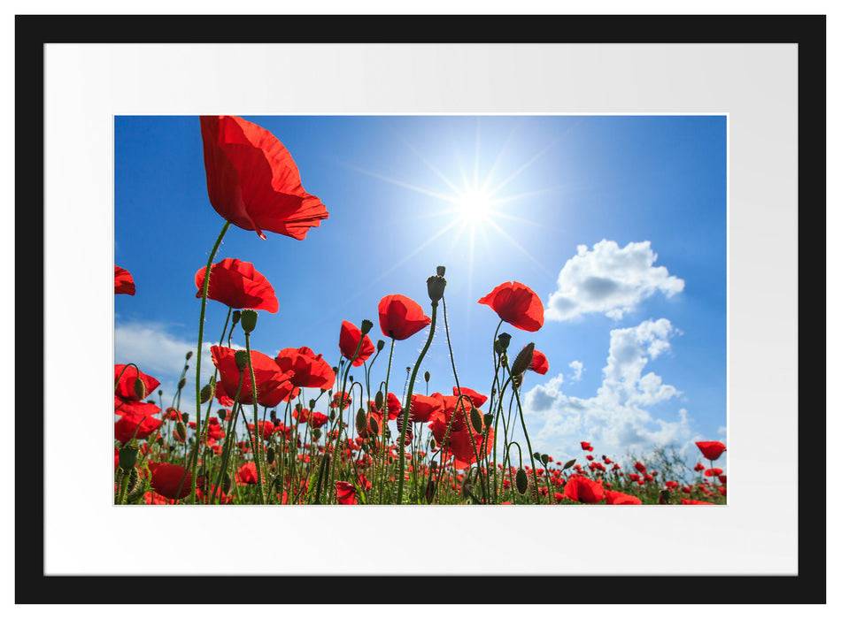 Pixxprint Mohnblumen, im Galerie-Passepartout Bilderrahmen Outlet