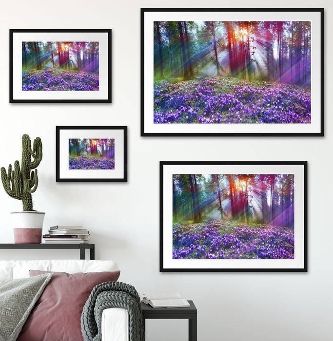 Pixxprint Krokusse im Wald, im Galerie-Passepartout Bilderrahmen Hotsell
