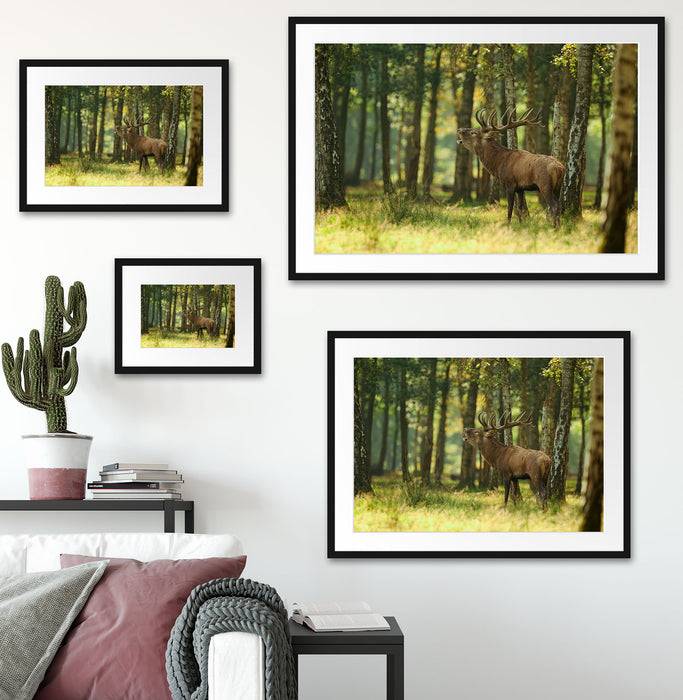 Pixxprint Hirsch im Wald, im Galerie-Passepartout Bilderrahmen Blitzverkäufe