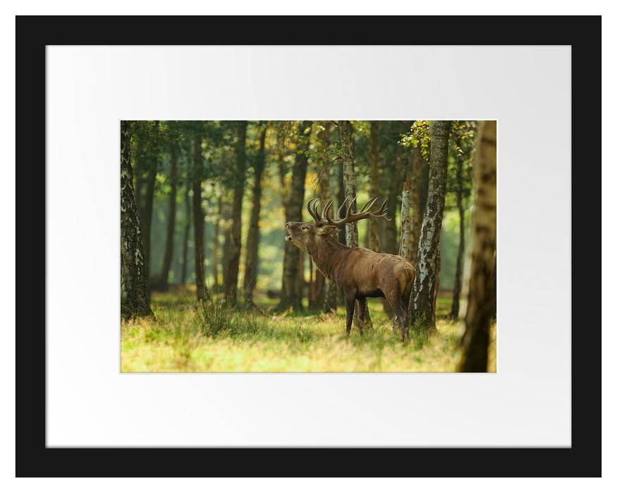 Pixxprint Hirsch im Wald, im Galerie-Passepartout Bilderrahmen Blitzverkäufe