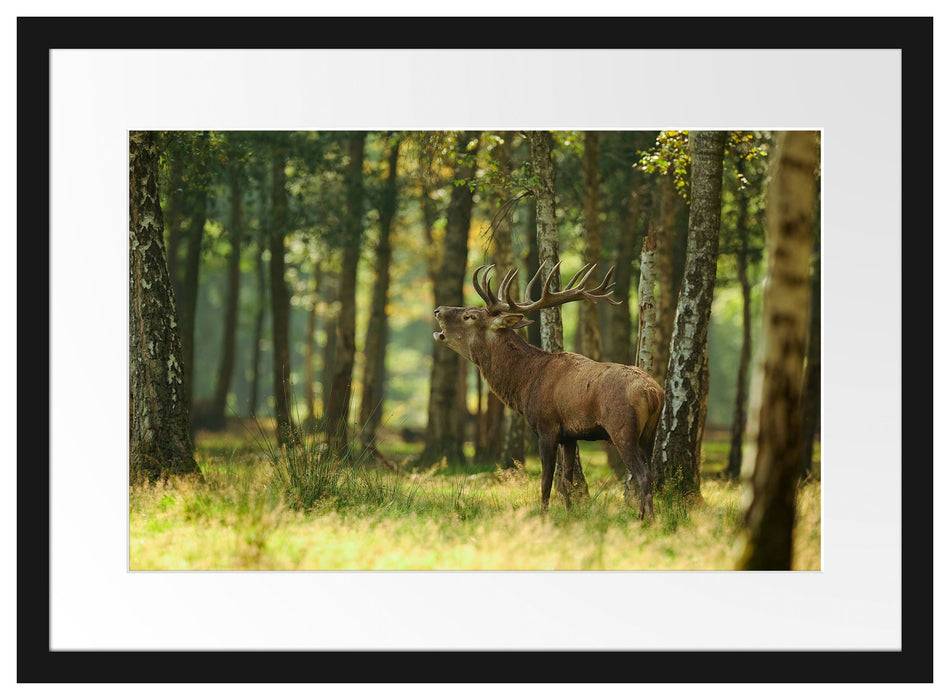 Pixxprint Hirsch im Wald, im Galerie-Passepartout Bilderrahmen Blitzverkäufe