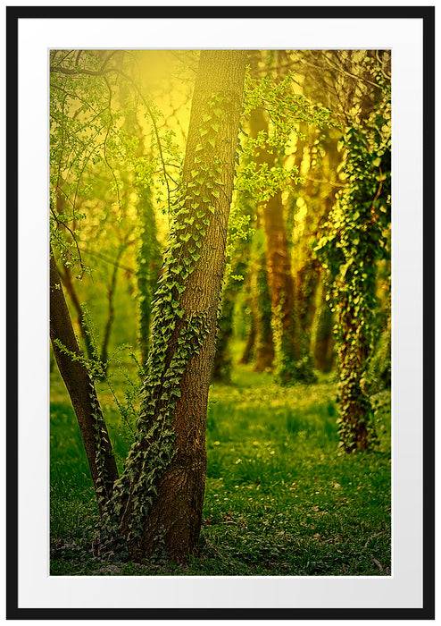 Pixxprint Bäume und Efeu, im Galerie-Passepartout Bilderrahmen