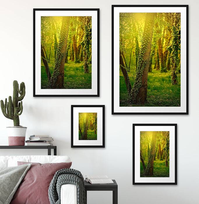 Pixxprint Bäume und Efeu, im Galerie-Passepartout Bilderrahmen Fabrikpreis