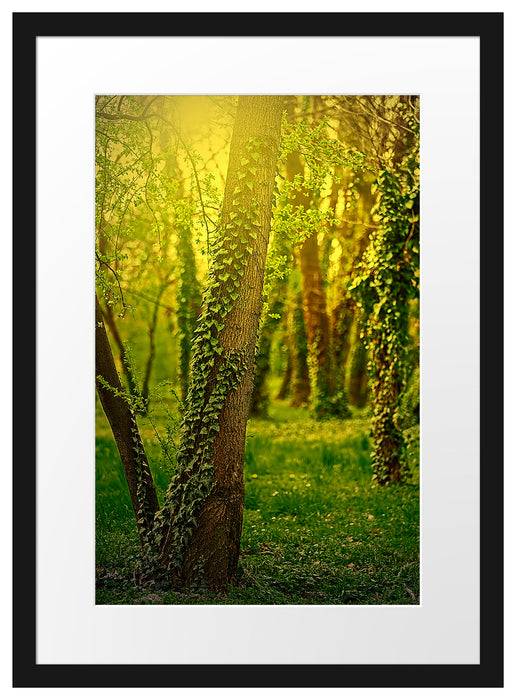 Pixxprint Bäume und Efeu, im Galerie-Passepartout Bilderrahmen Fabrikpreis