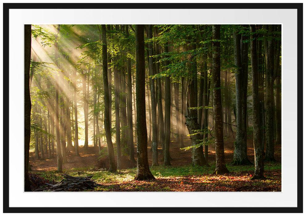 Pixxprint Bäume im Licht, im Galerie-Passepartout Bilderrahmen