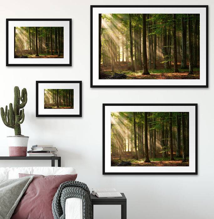 Pixxprint Bäume im Licht, im Galerie-Passepartout Bilderrahmen Sonderangebot