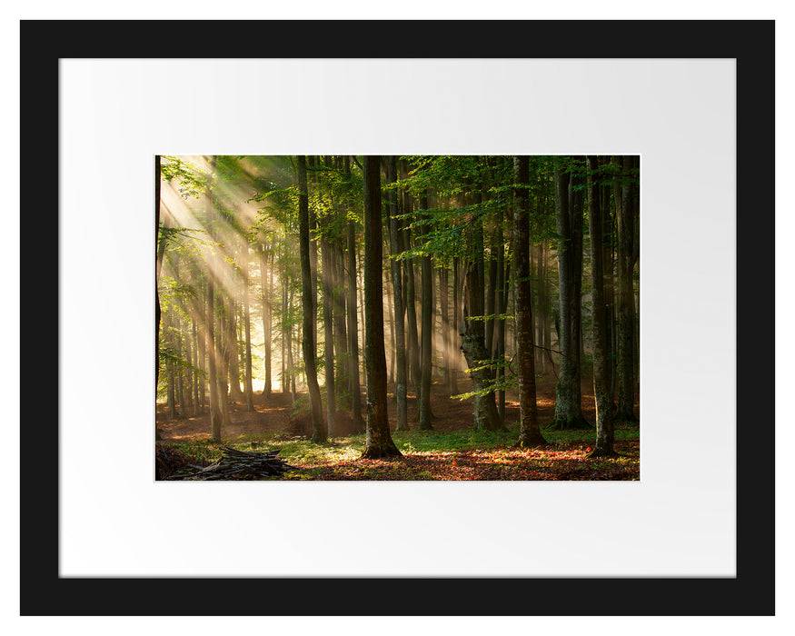 Pixxprint Bäume im Licht, im Galerie-Passepartout Bilderrahmen Sonderangebot