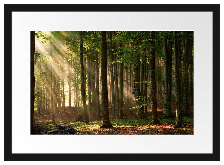 Pixxprint Bäume im Licht, im Galerie-Passepartout Bilderrahmen Sonderangebot