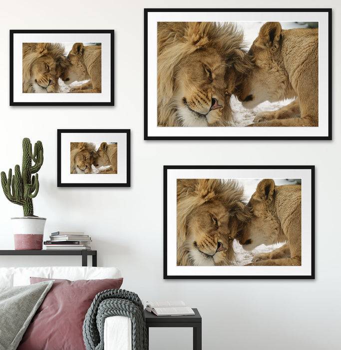 Pixxprint Kuschelnde Löwen, im Galerie-Passepartout Bilderrahmen Versandkostenfrei