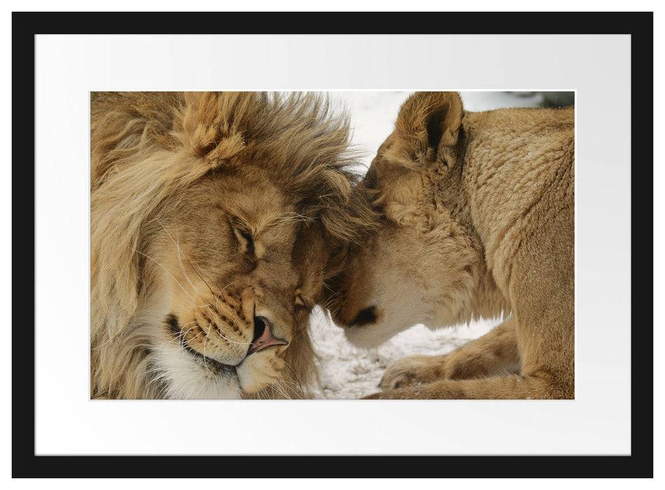 Pixxprint Kuschelnde Löwen, im Galerie-Passepartout Bilderrahmen Versandkostenfrei