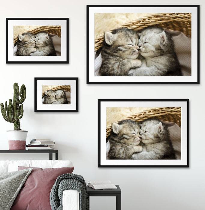 Pixxprint Baby Katze, im Galerie-Passepartout Bilderrahmen Großer Ausverkauf
