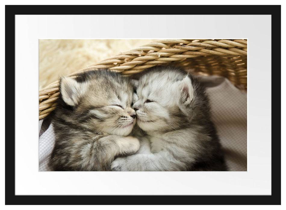 Pixxprint Baby Katze, im Galerie-Passepartout Bilderrahmen Großer Ausverkauf