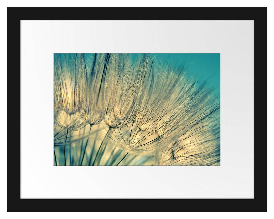 Pixxprint Pusteblumen, im Galerie-Passepartout Bilderrahmen Flash Sale