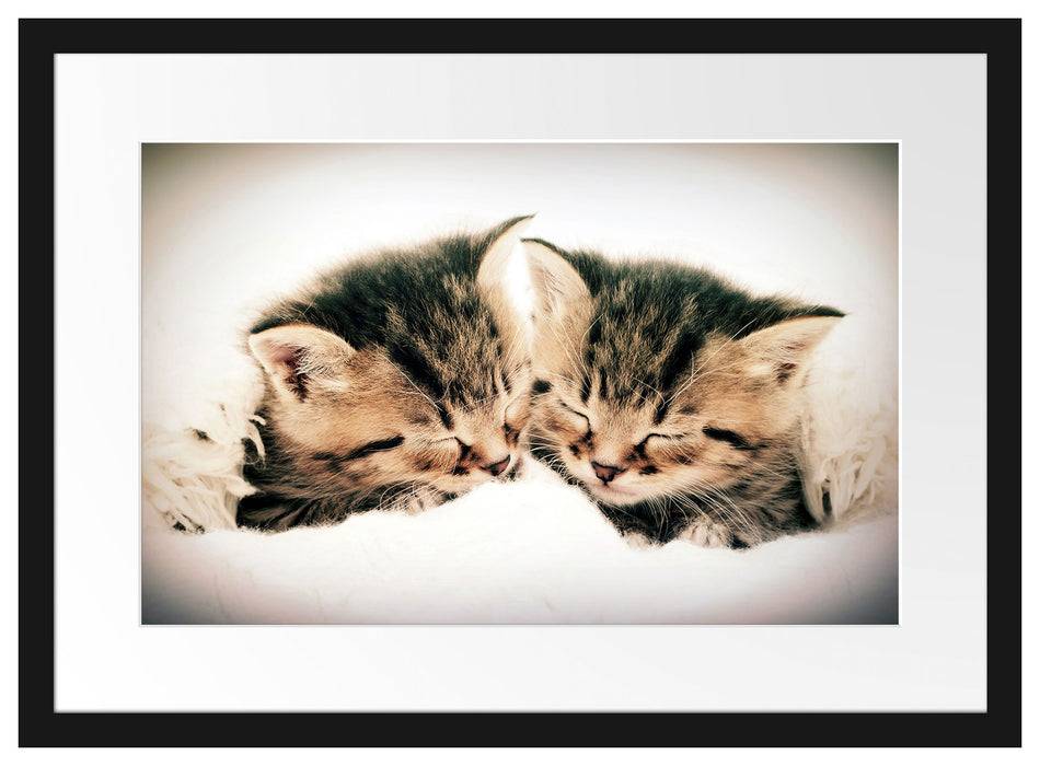 Pixxprint Katzen Herzform, im Galerie-Passepartout Bilderrahmen Begrenztes Angebot