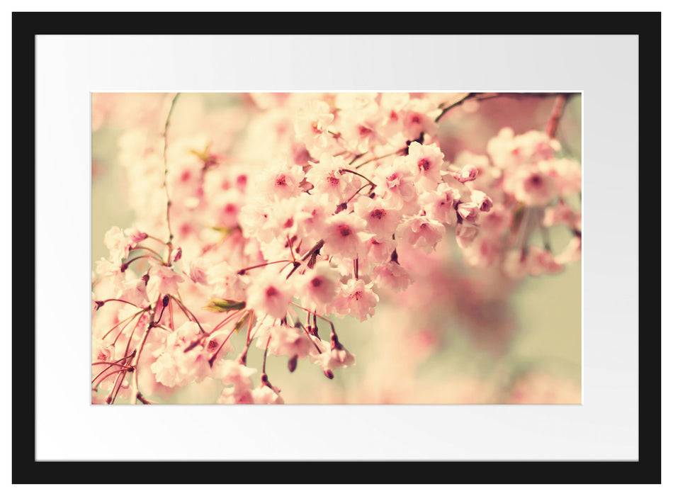 Pixxprint Kirschblüten, im Galerie-Passepartout Bilderrahmen Black Friday