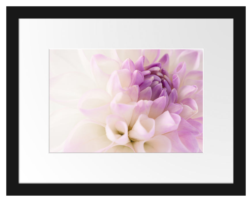 Pixxprint Traumhafte lila weiße Blüte, im Galerie-Passepartout Bilderrahmen Weihnachtsangebot