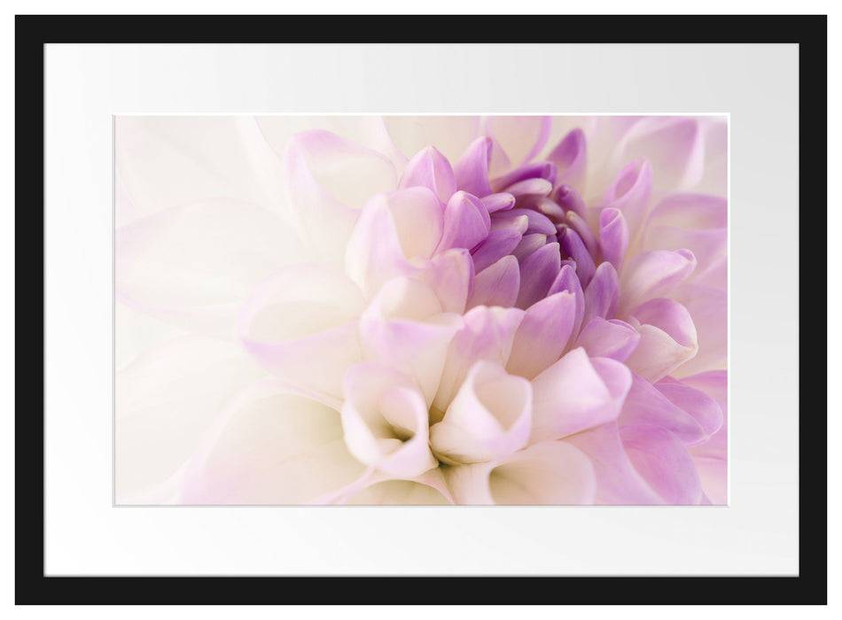 Pixxprint Traumhafte lila weiße Blüte, im Galerie-Passepartout Bilderrahmen Weihnachtsangebot