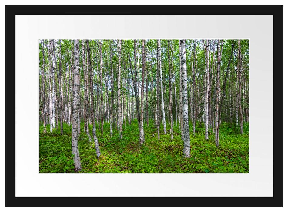Pixxprint Birkenwald, im Galerie-Passepartout Bilderrahmen Muttertagsangebot
