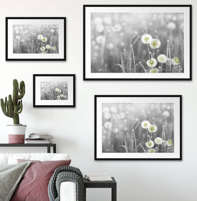 Pixxprint wunderschöne Pusteblumen, im Galerie-Passepartout Bilderrahmen Lagerräumung