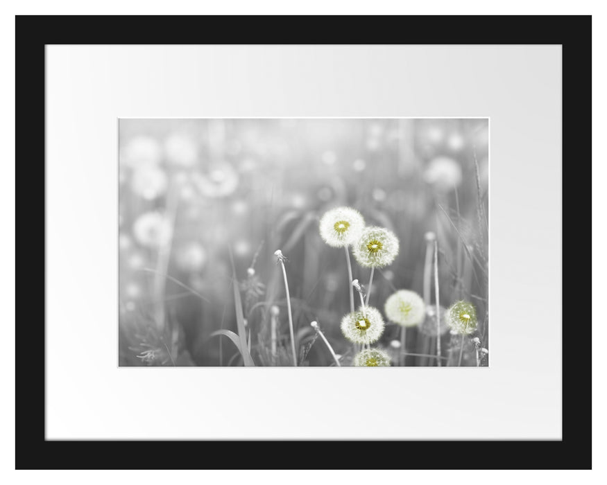 Pixxprint wunderschöne Pusteblumen, im Galerie-Passepartout Bilderrahmen Lagerräumung