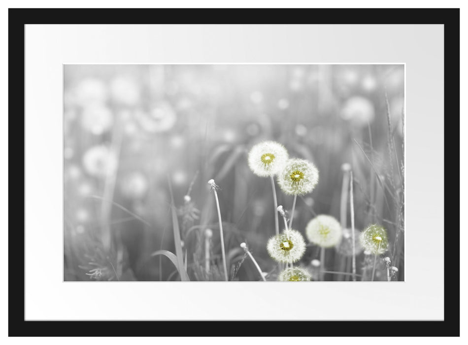 Pixxprint wunderschöne Pusteblumen, im Galerie-Passepartout Bilderrahmen Lagerräumung