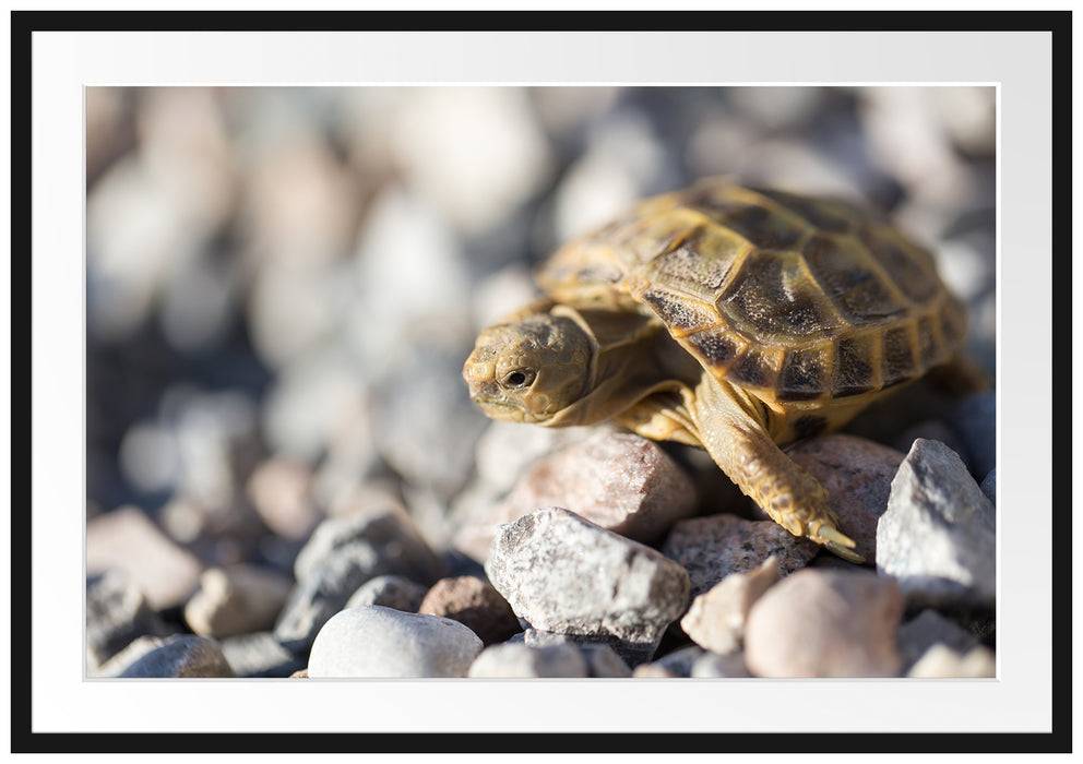 Pixxprint Kleine Schildkröte, im Galerie-Passepartout Bilderrahmen