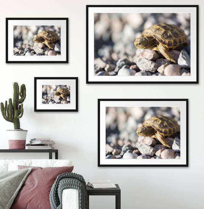 Pixxprint Kleine Schildkröte, im Galerie-Passepartout Bilderrahmen Top Angebot