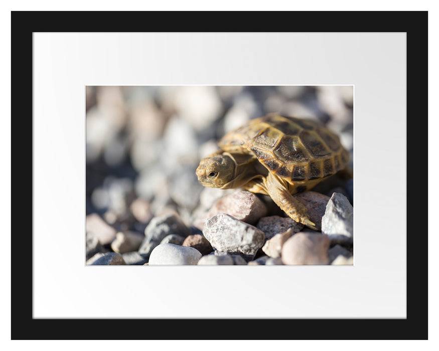 Pixxprint Kleine Schildkröte, im Galerie-Passepartout Bilderrahmen Top Angebot