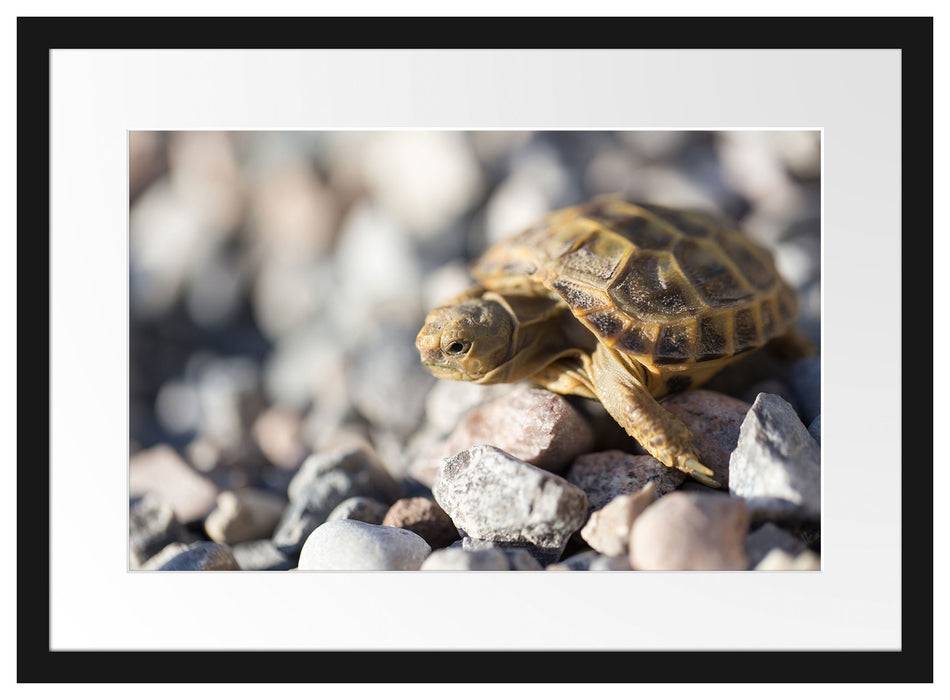 Pixxprint Kleine Schildkröte, im Galerie-Passepartout Bilderrahmen Top Angebot