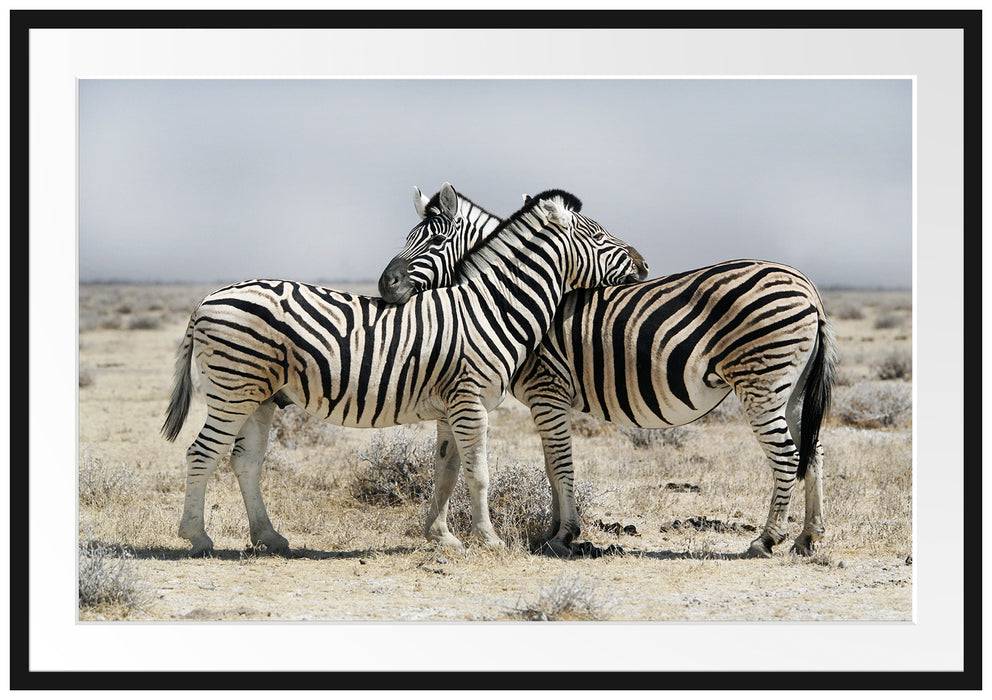 Pixxprint Schmusende Zebras, im Galerie-Passepartout Bilderrahmen