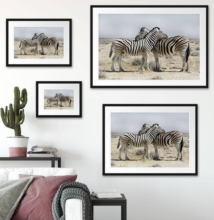 Pixxprint Schmusende Zebras, im Galerie-Passepartout Bilderrahmen Neueste Mode