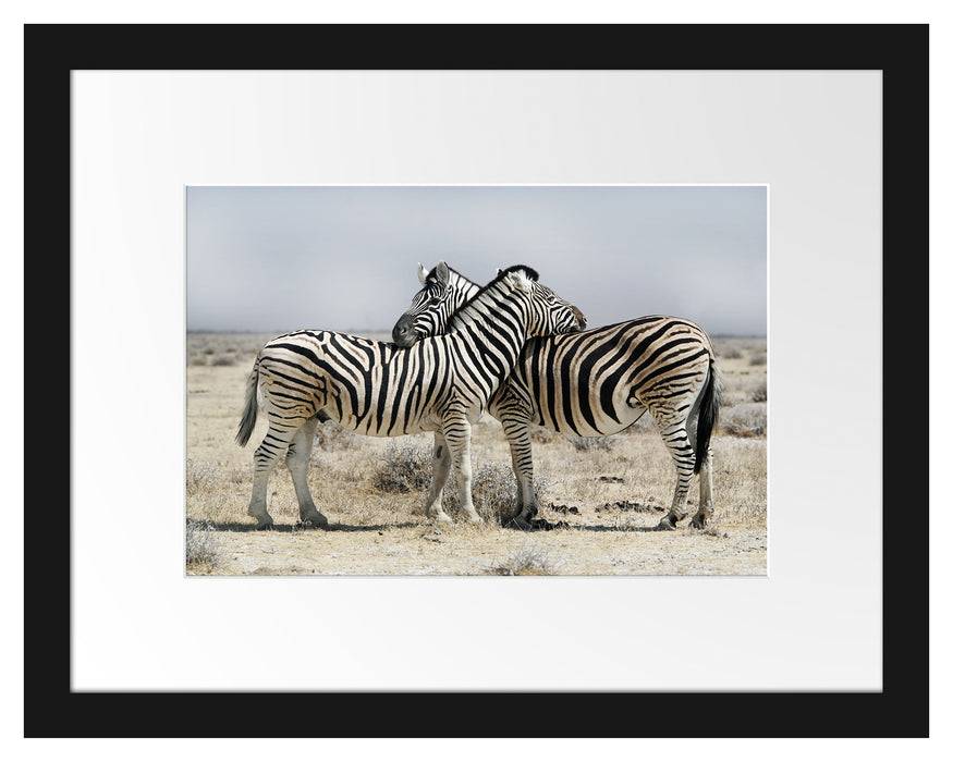 Pixxprint Schmusende Zebras, im Galerie-Passepartout Bilderrahmen Neueste Mode