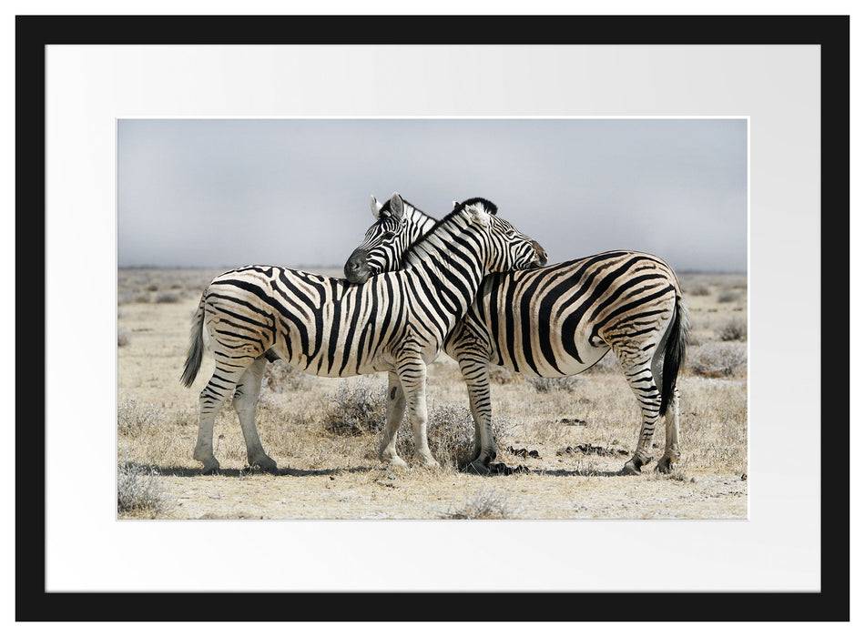 Pixxprint Schmusende Zebras, im Galerie-Passepartout Bilderrahmen Neueste Mode