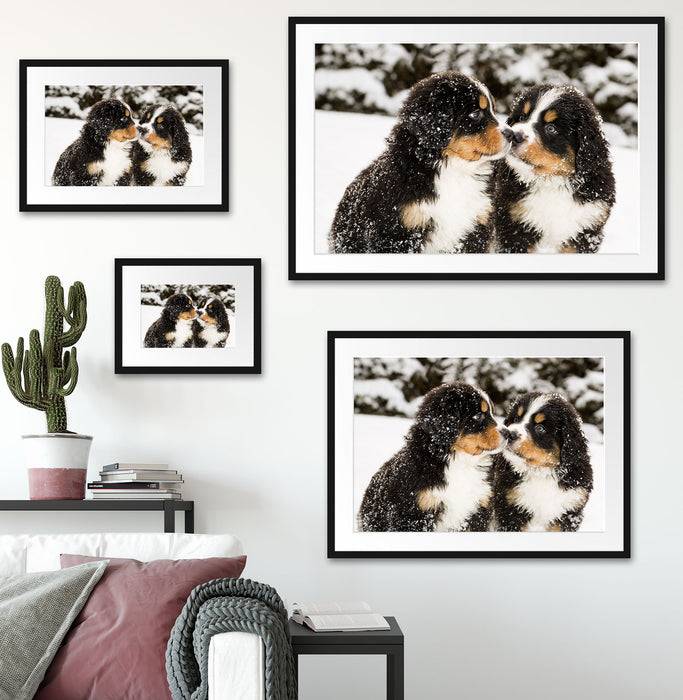 Pixxprint Bernersennen Hunde Welpen, im Galerie-Passepartout Bilderrahmen Große Rabatte