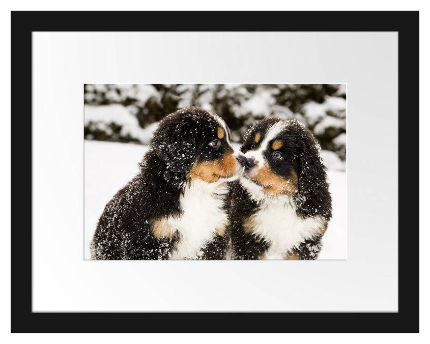 Pixxprint Bernersennen Hunde Welpen, im Galerie-Passepartout Bilderrahmen Große Rabatte