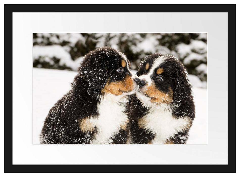 Pixxprint Bernersennen Hunde Welpen, im Galerie-Passepartout Bilderrahmen Große Rabatte