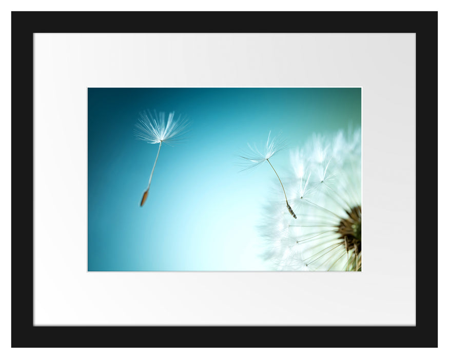 Pixxprint Löwenzahn Pusteblume, im Galerie-Passepartout Bilderrahmen Saisonale Angebote