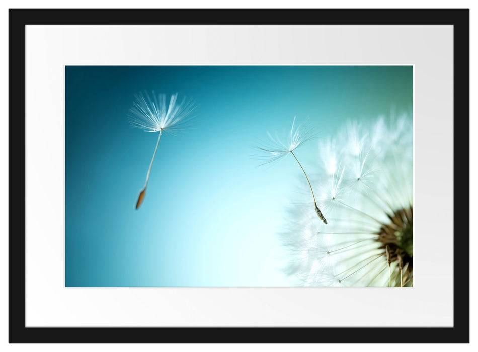 Pixxprint Löwenzahn Pusteblume, im Galerie-Passepartout Bilderrahmen Saisonale Angebote