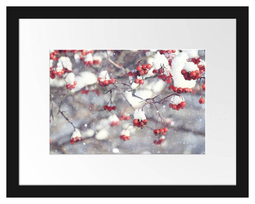 Pixxprint Vogelbeeren mit Schnee bedeckt, im Galerie-Passepartout Bilderrahmen Tägliche Deals
