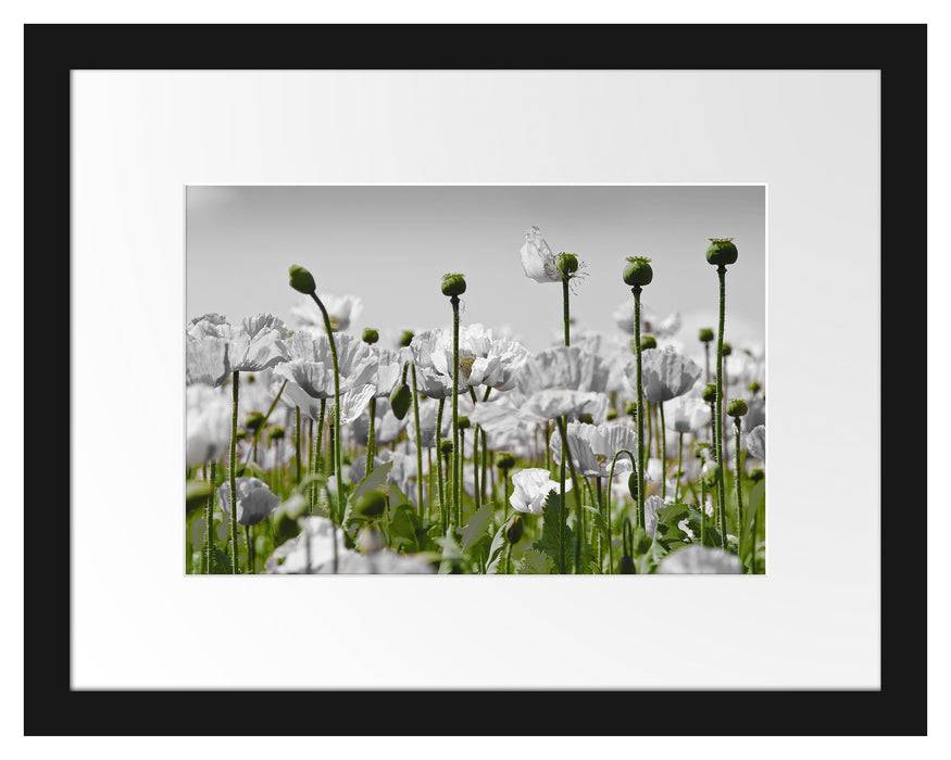 Pixxprint Blumenwiese Mohnblumen, im Galerie-Passepartout Bilderrahmen VIP-Rabatte