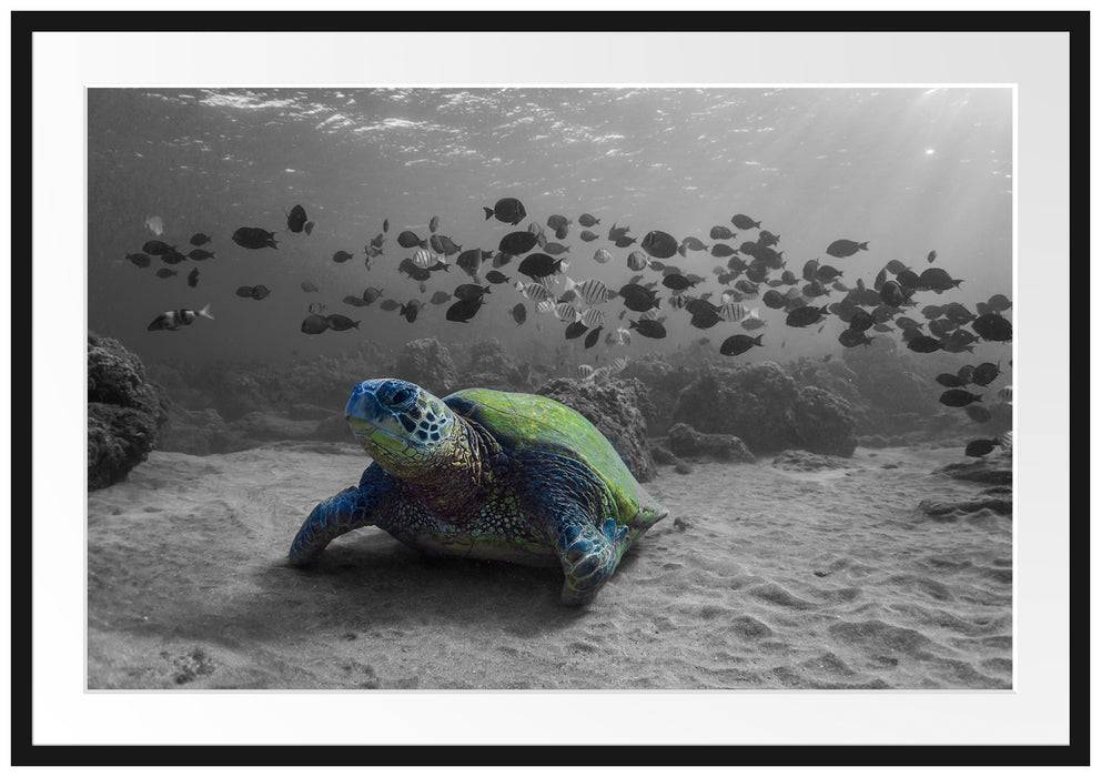 Pixxprint Schildkröte im Ozean, im Galerie-Passepartout Bilderrahmen