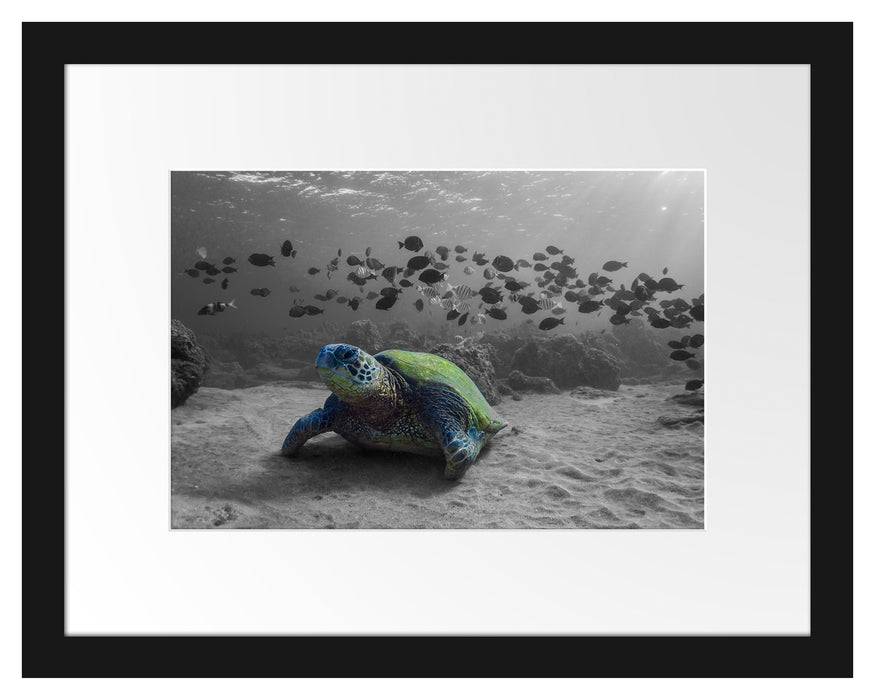 Pixxprint Schildkröte im Ozean, im Galerie-Passepartout Bilderrahmen Tiefpreis