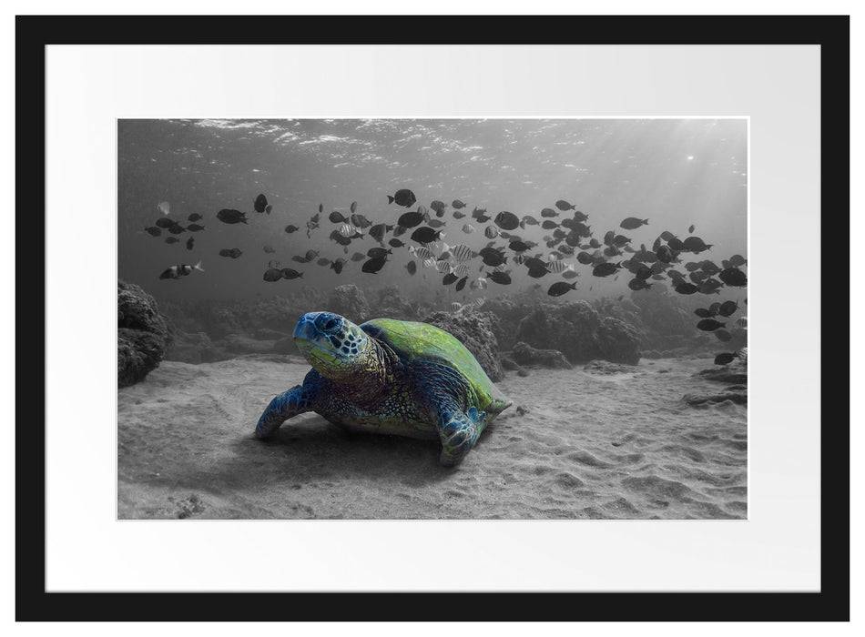 Pixxprint Schildkröte im Ozean, im Galerie-Passepartout Bilderrahmen Tiefpreis