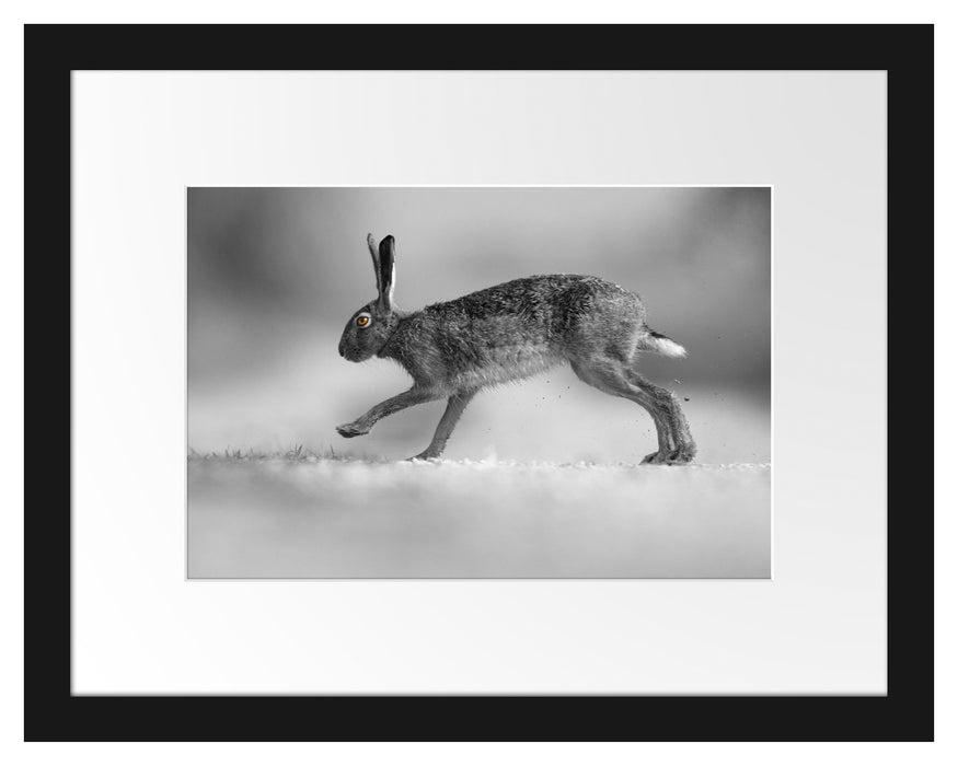 Pixxprint Springender Feldhase, im Galerie-Passepartout Bilderrahmen Wochenangebot