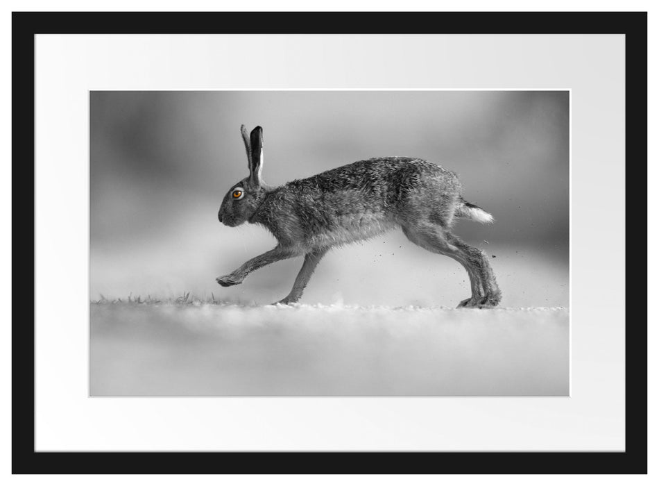 Pixxprint Springender Feldhase, im Galerie-Passepartout Bilderrahmen Wochenangebot
