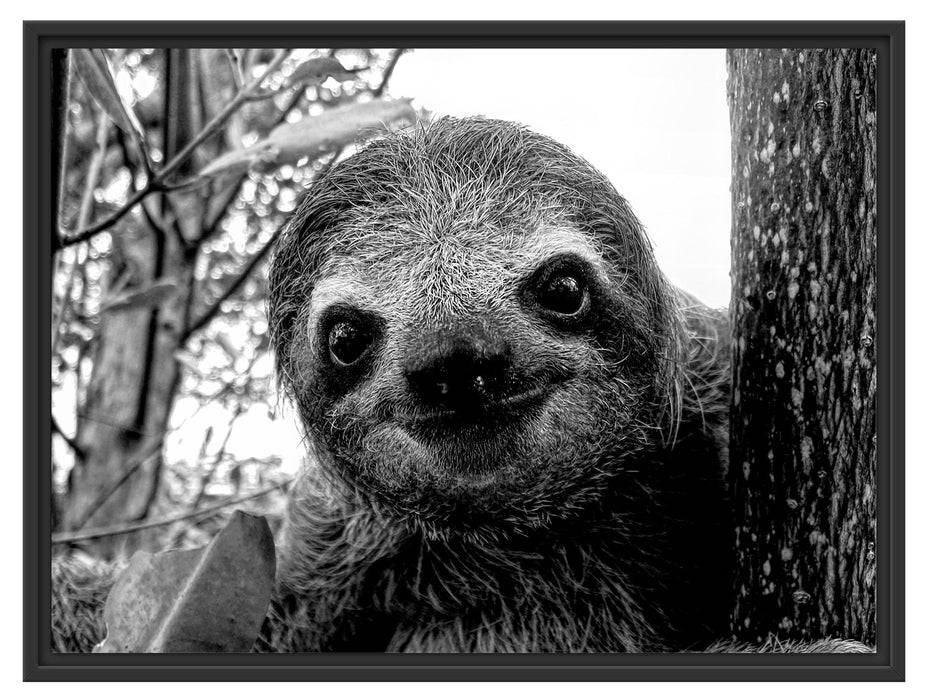 Pixxprint Neugieriges Faultier am Baum Nahaufnahme, Monochrome, im Schwebe-Effekt Bilderrahmen Letzte 3 Tage