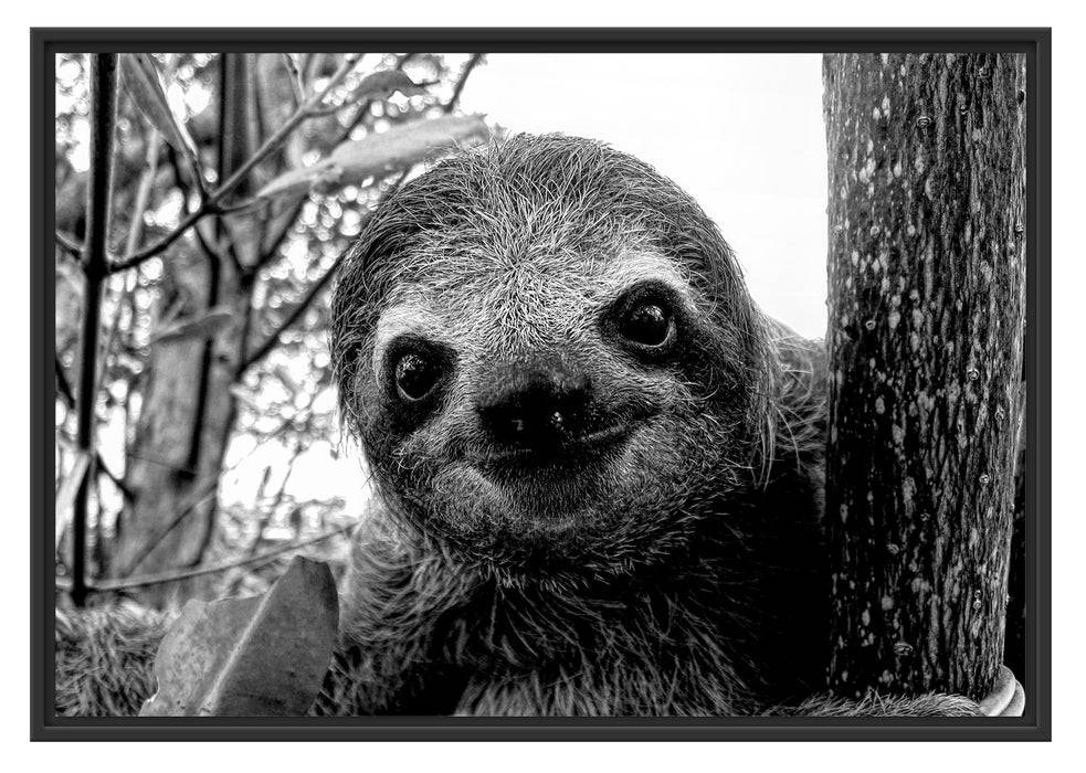 Pixxprint Neugieriges Faultier am Baum Nahaufnahme, Monochrome, im Schwebe-Effekt Bilderrahmen Letzte 3 Tage