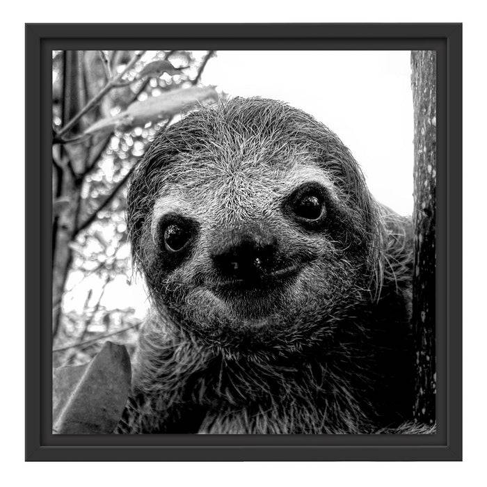 Pixxprint Neugieriges Faultier am Baum Nahaufnahme, Monochrome, im Schwebe-Effekt Bilderrahmen Letzte 3 Tage