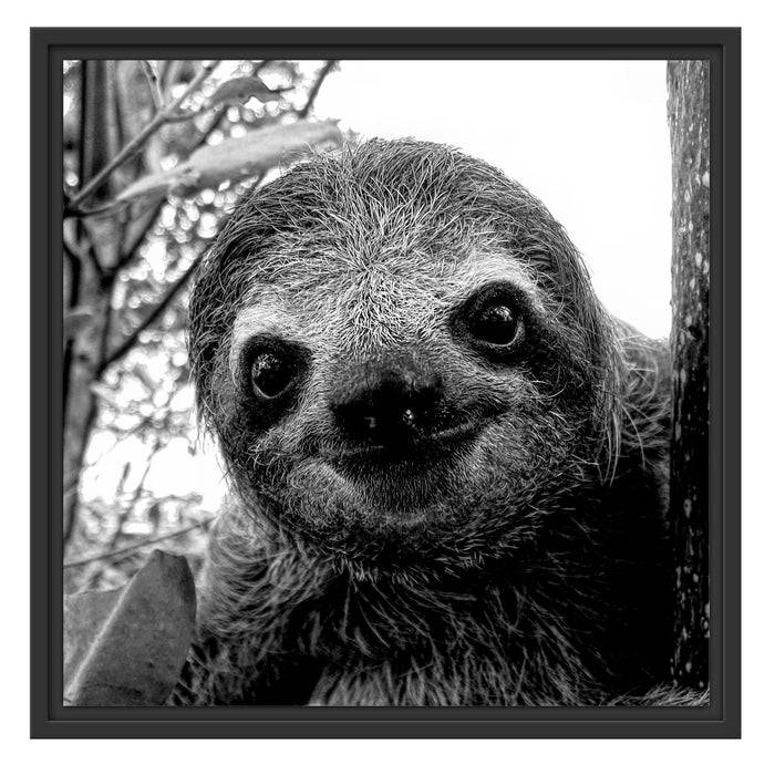 Pixxprint Neugieriges Faultier am Baum Nahaufnahme, Monochrome, im Schwebe-Effekt Bilderrahmen Letzte 3 Tage