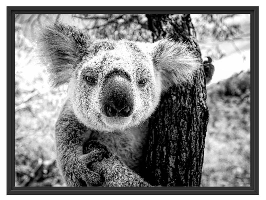 Pixxprint Neugieriger Koala am Baum Nahaufnahme, Monochrome, im Schwebe-Effekt Bilderrahmen JETZT KAUFEN